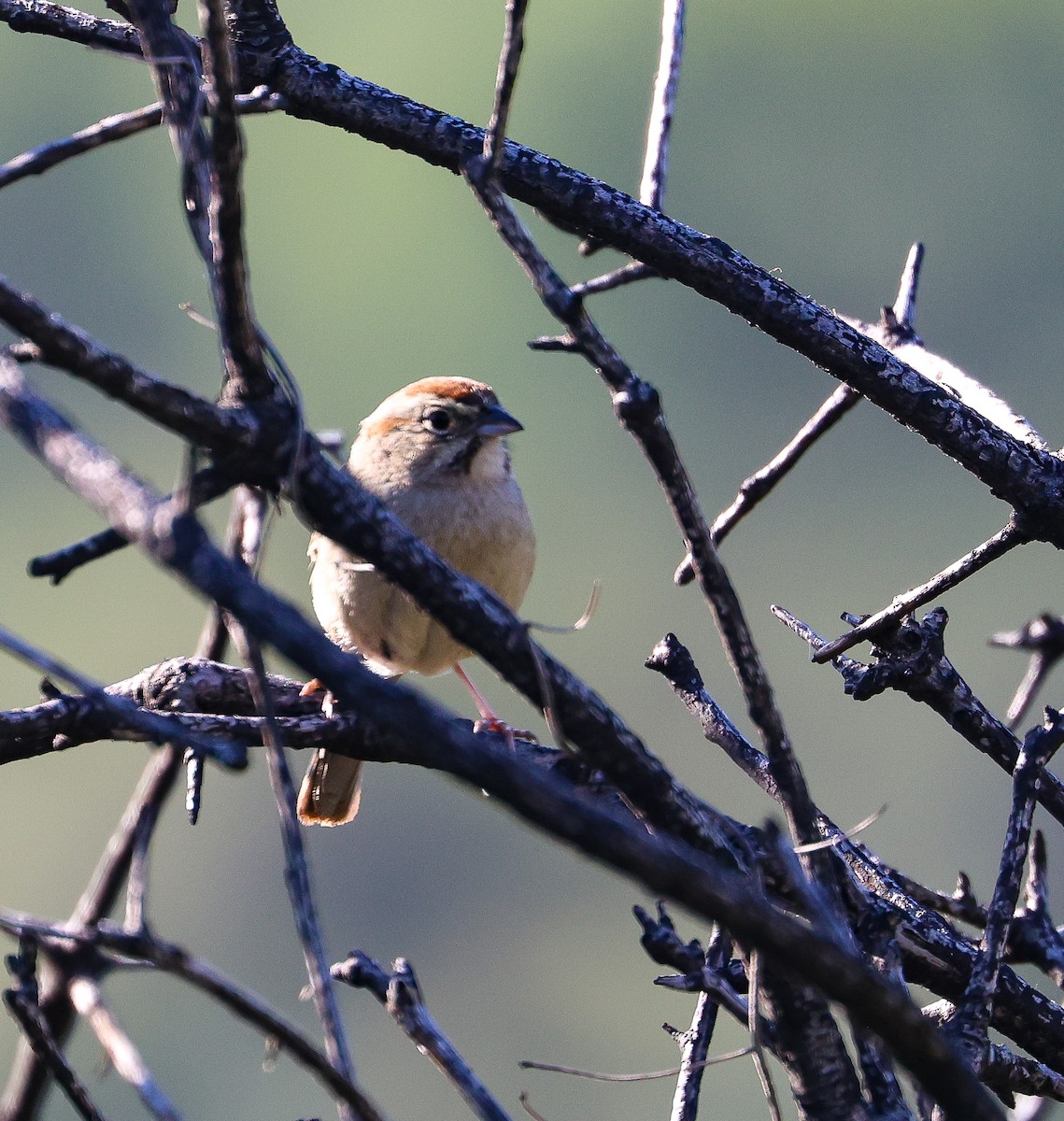 Rufous-crowned Sparrow - ML618369475