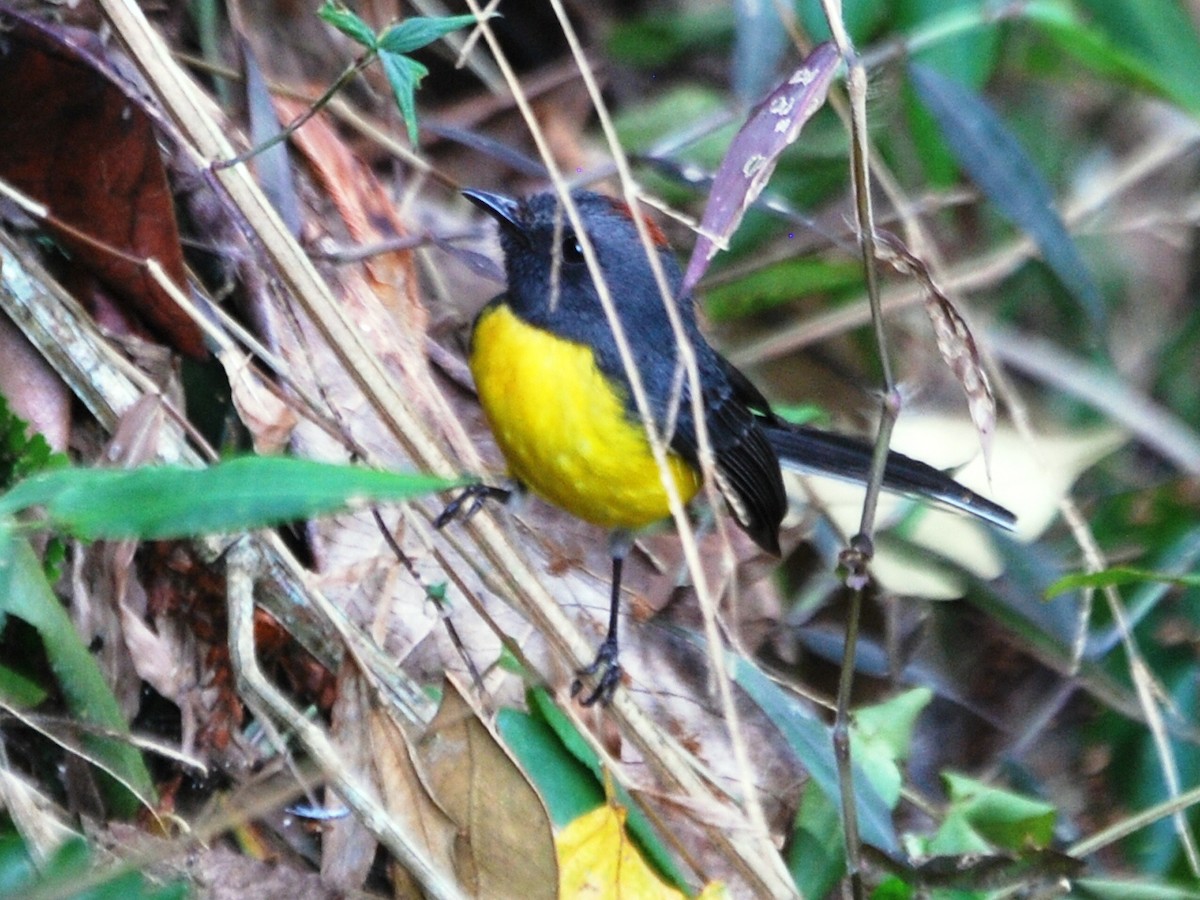 Slate-throated Redstart - ML618369478