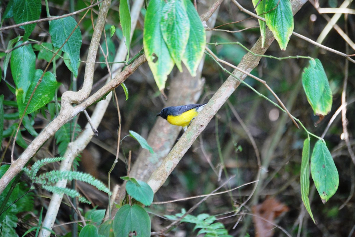 Slate-throated Redstart - ML618369482