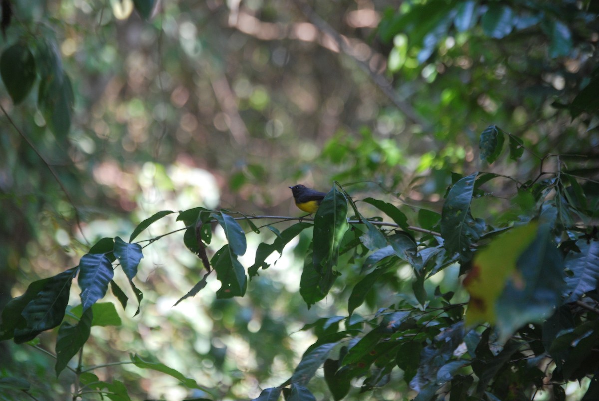 Slate-throated Redstart - ML618369483