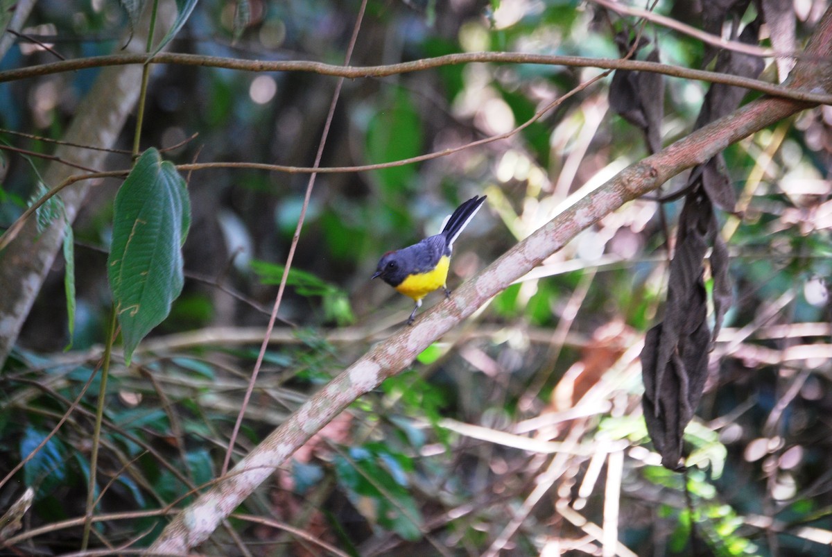 Slate-throated Redstart - ML618369487