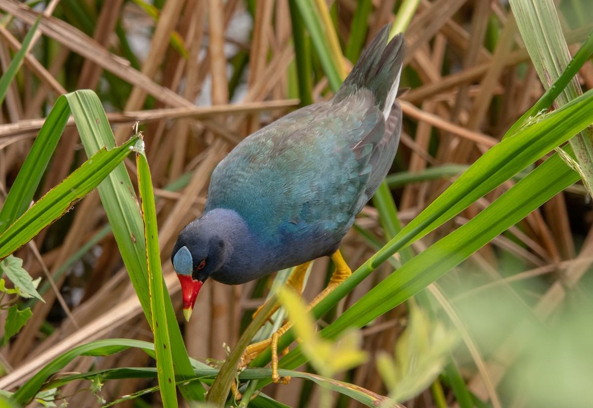 Purple Gallinule - wendy wright