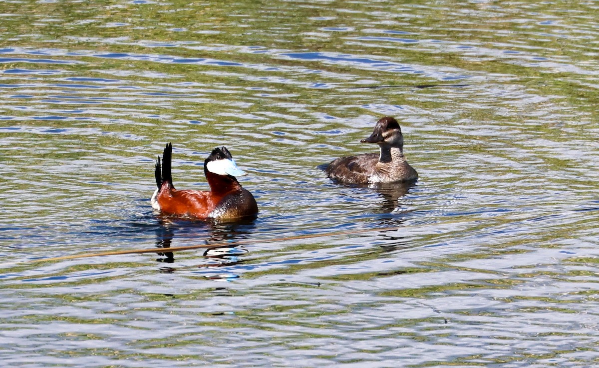 Ruddy Duck - ML618369517