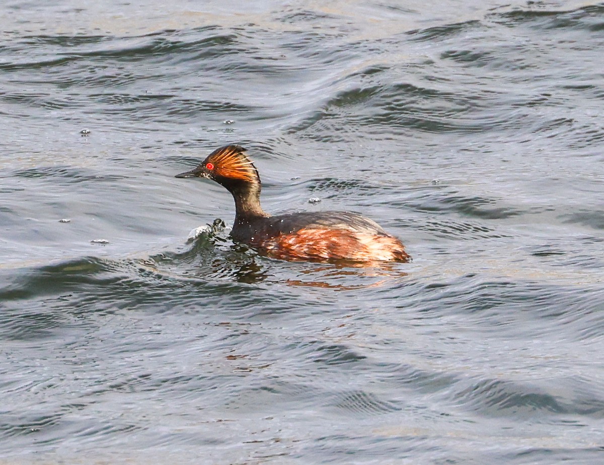 Eared Grebe - julie clark