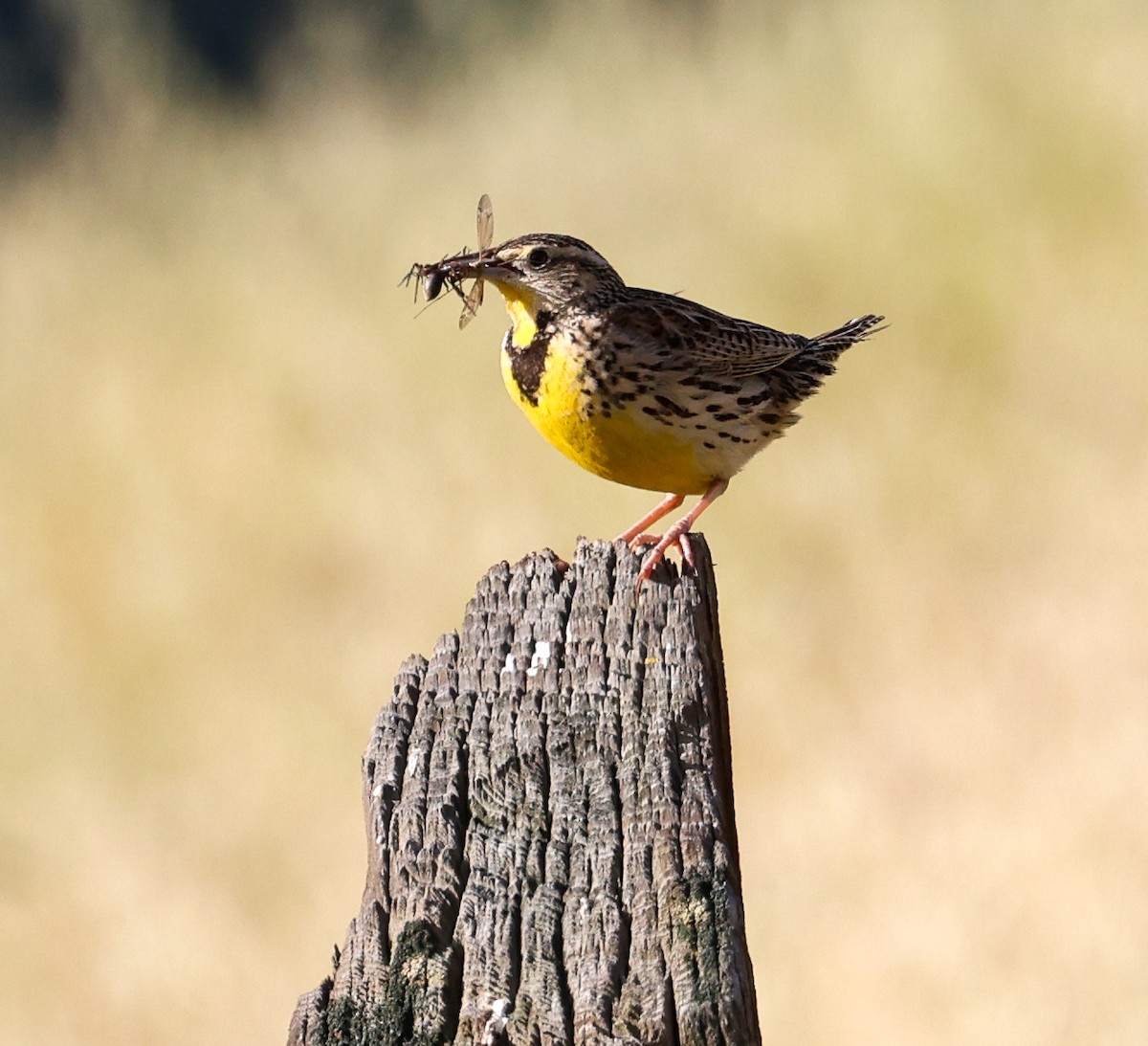 Western Meadowlark - ML618369559