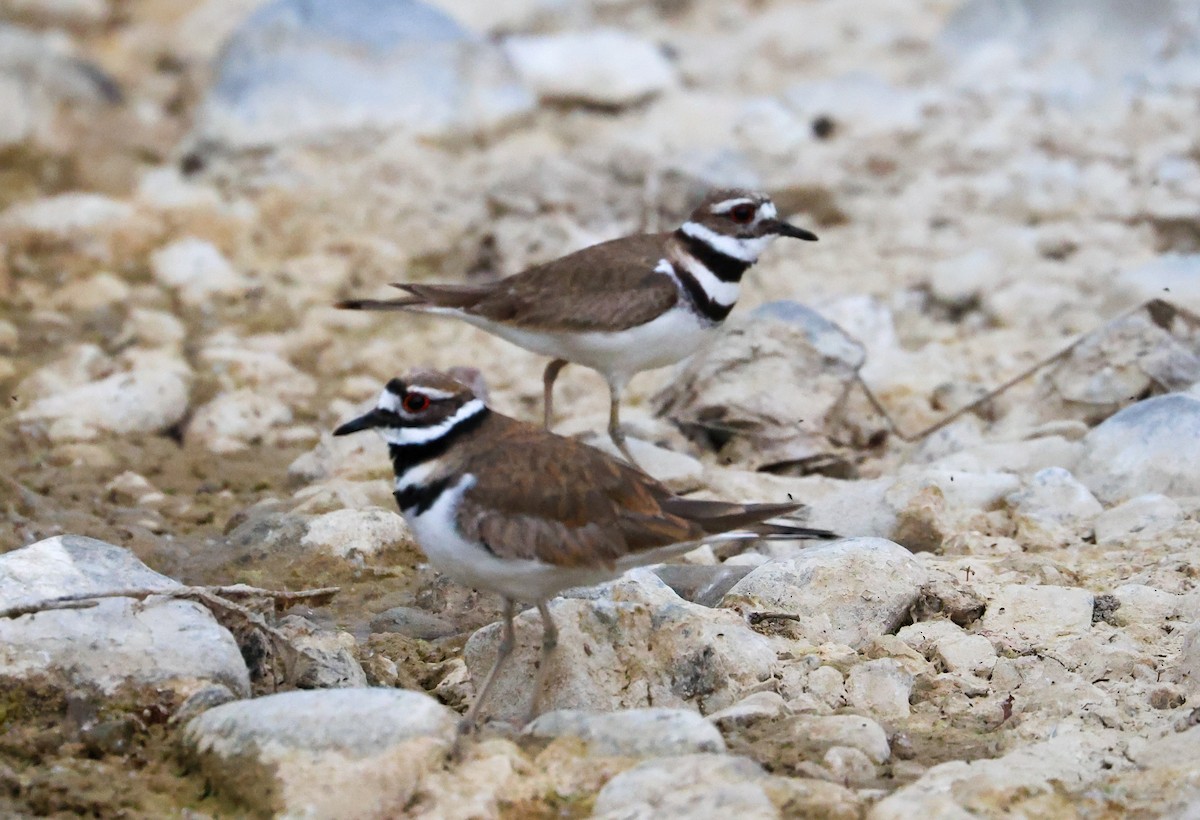 Killdeer - ML618369570