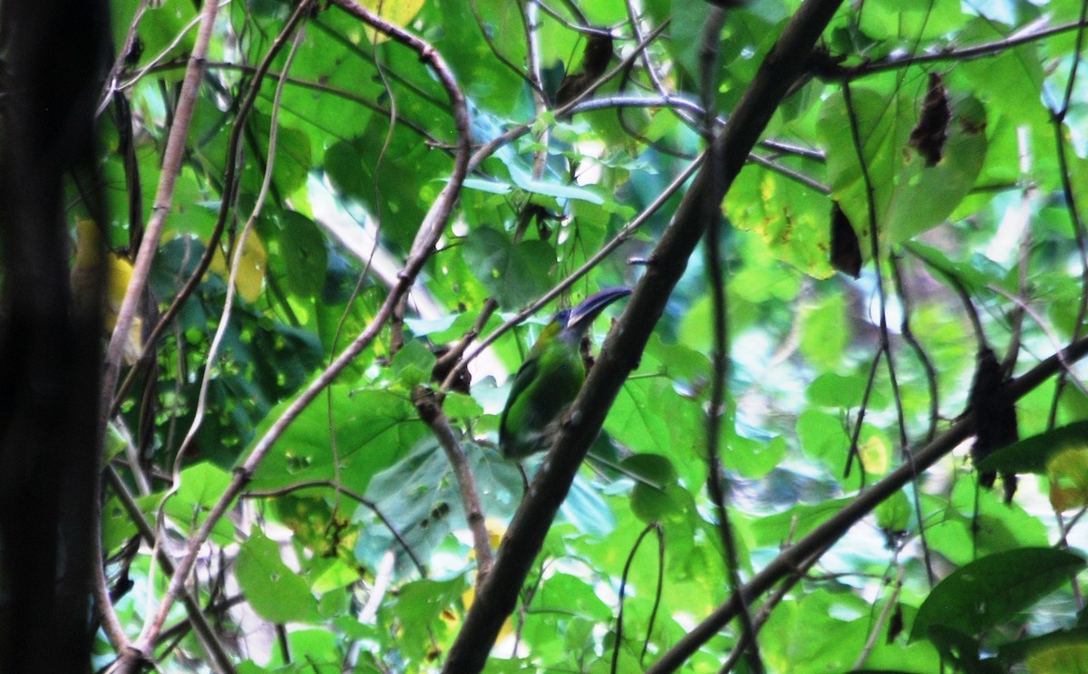 Groove-billed Toucanet - Ramon Mena