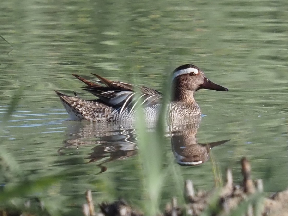 Garganey - Toni Almajano Andújar