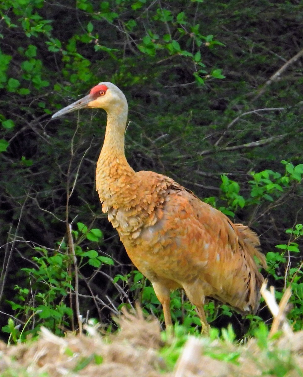 Grulla Canadiense (canadensis) - ML618369609