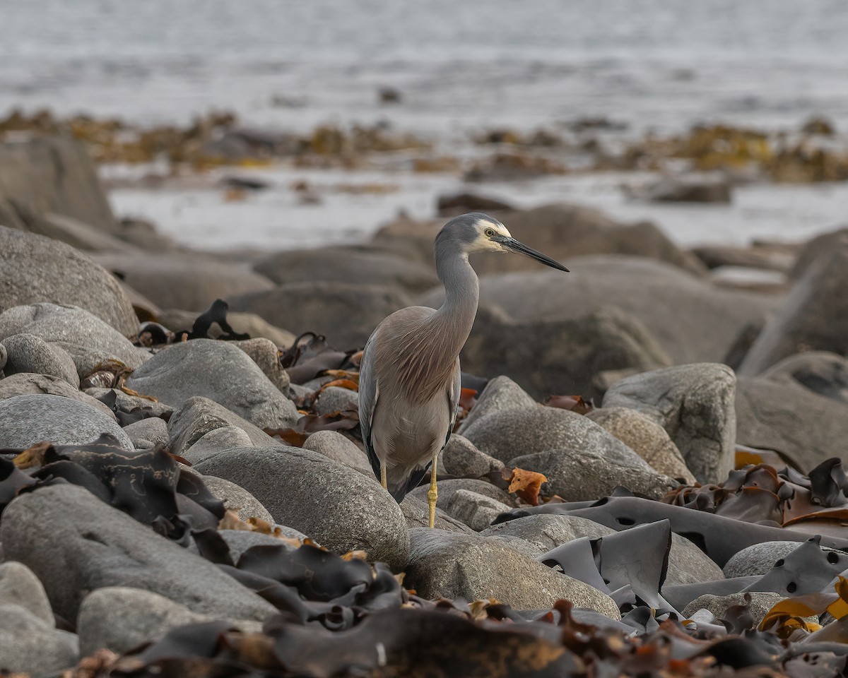 White-faced Heron - Anne Love