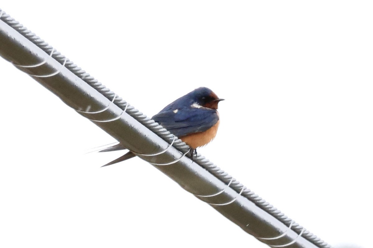 Barn Swallow - ML618369670