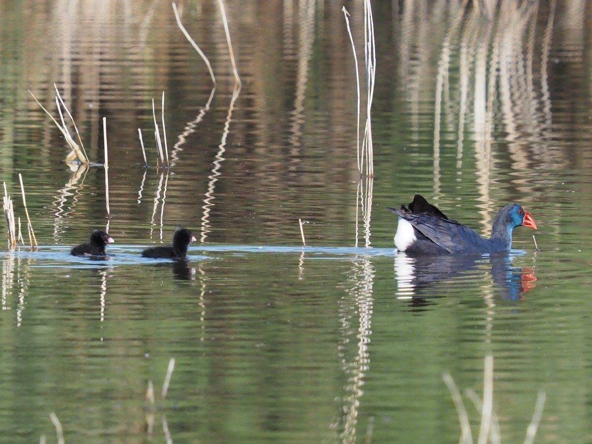 Western Swamphen - ML618369681