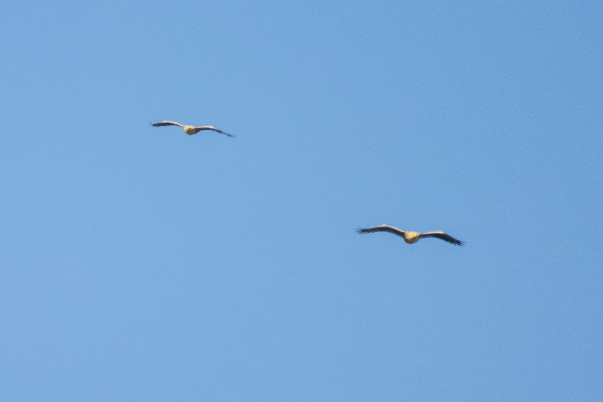 White-tailed Eagle - ML618369685