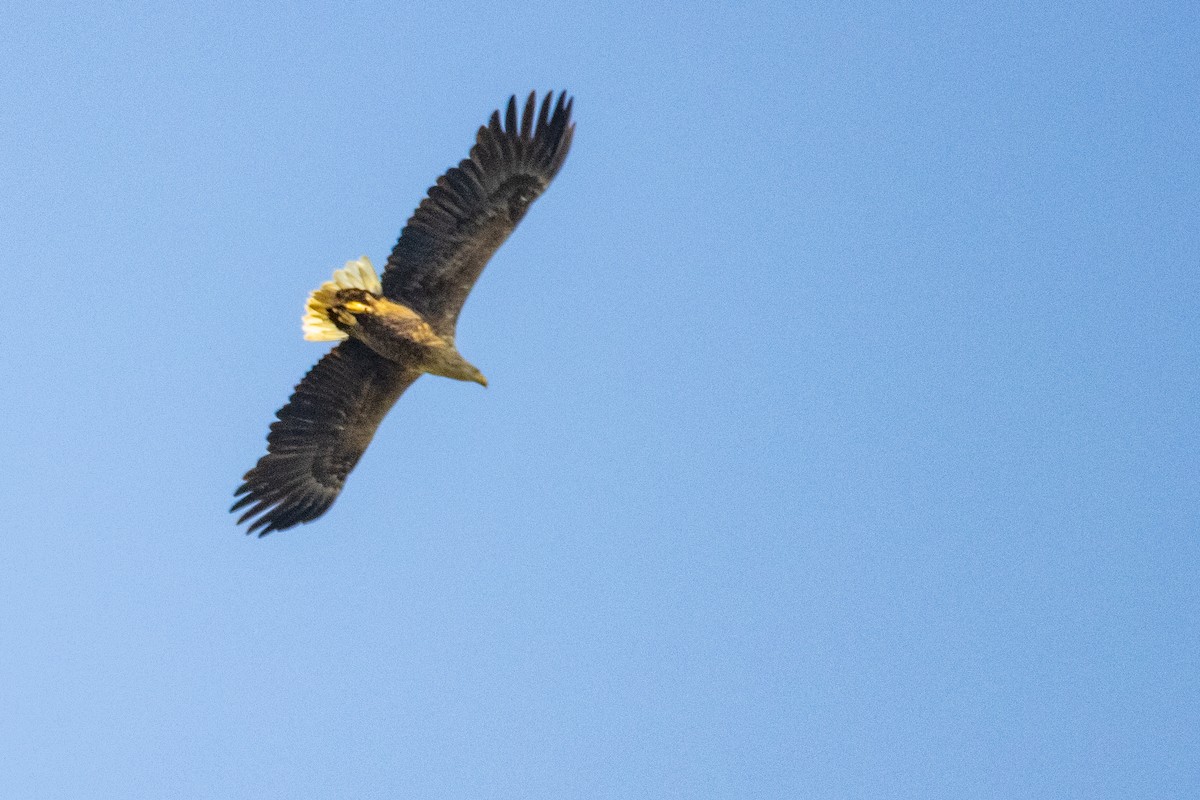 White-tailed Eagle - ML618369693