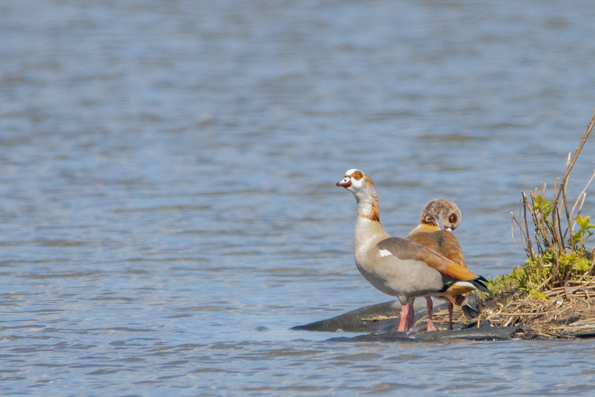 Egyptian Goose - ML618369700