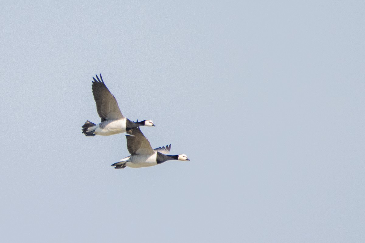 Barnacle Goose - Jeff Hullstrung