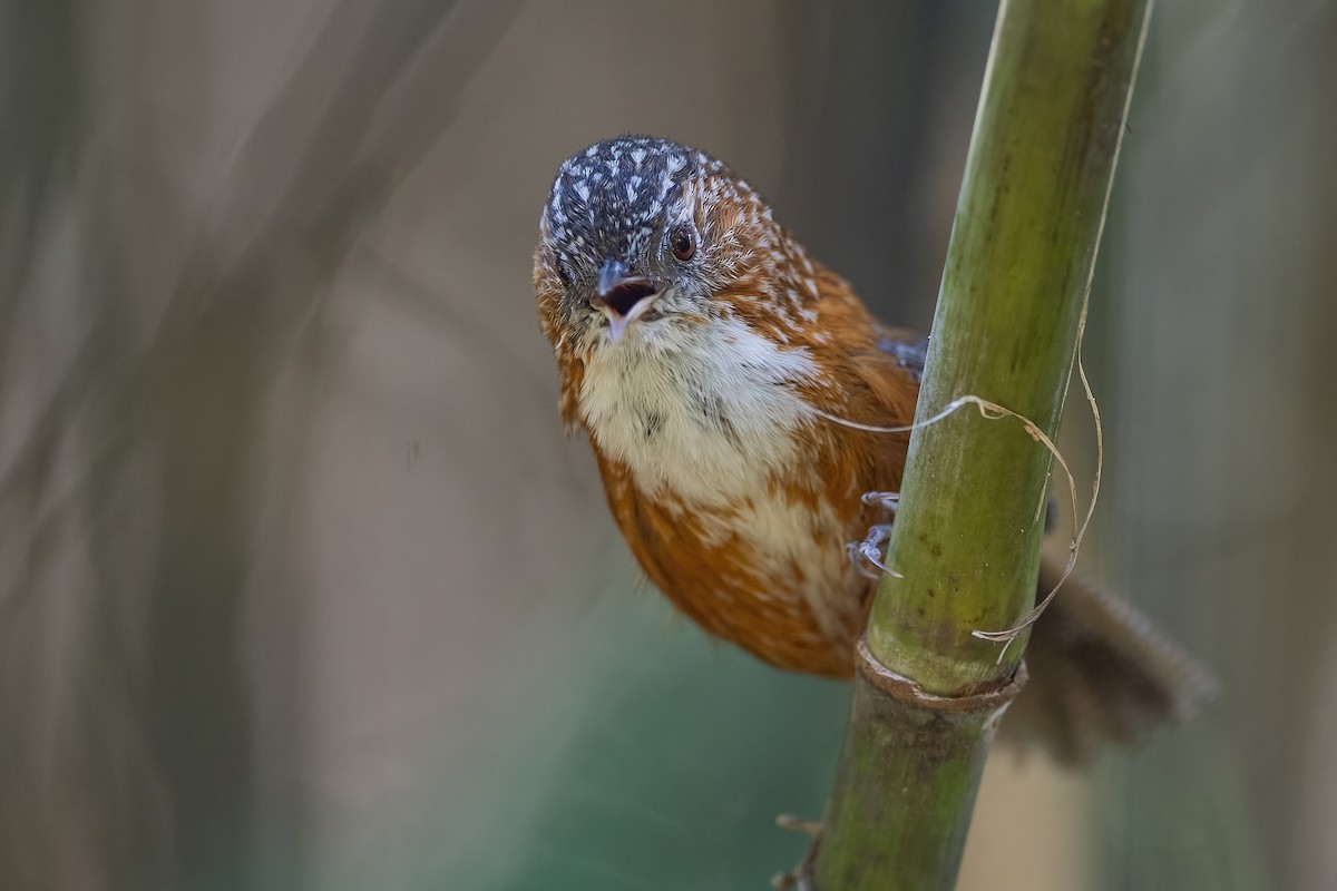 Bar-winged Wren-Babbler - ML618369714