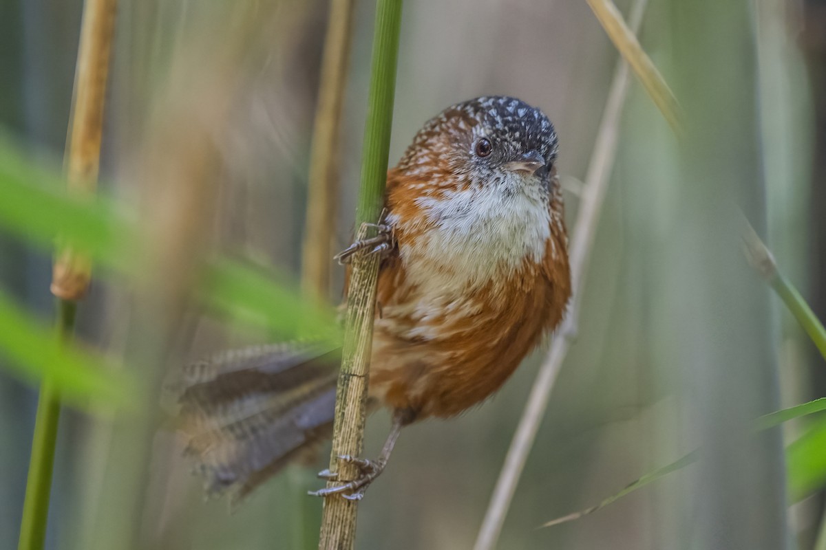 Bar-winged Wren-Babbler - ML618369716