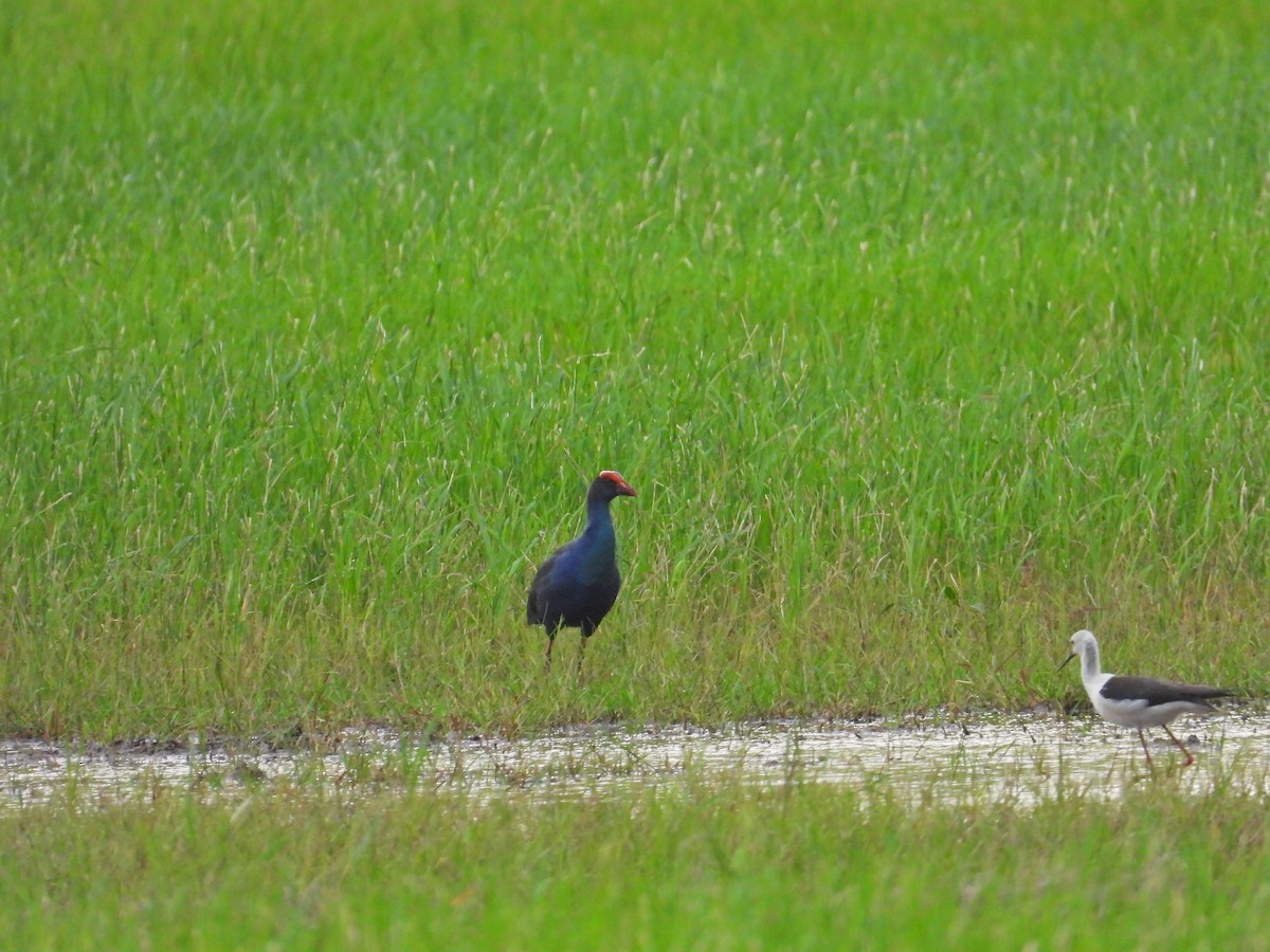 Black-backed x Gray-headed Swamphen (hybrid) - ML618369724