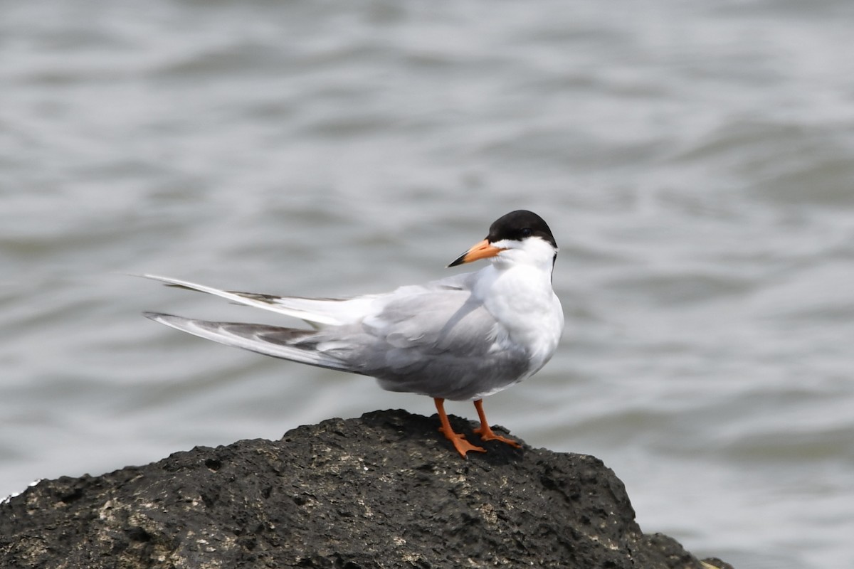 Forster's Tern - Erik Atwell