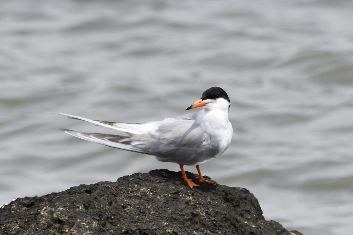 Forster's Tern - ML618369741