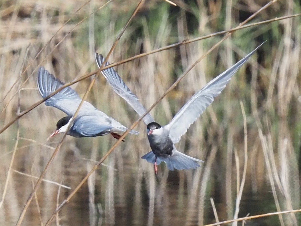 Whiskered Tern - ML618369746