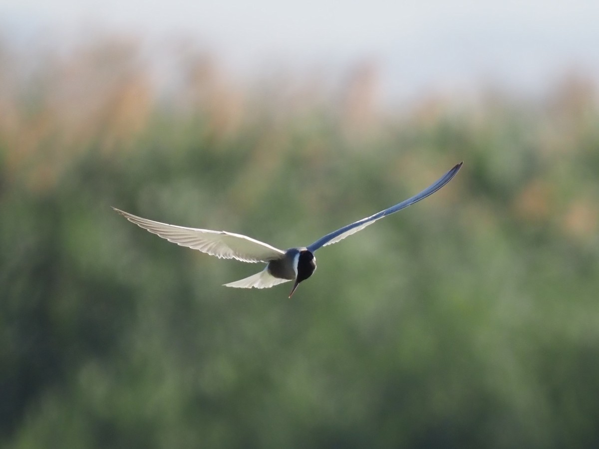 Whiskered Tern - Toni Almajano Andújar