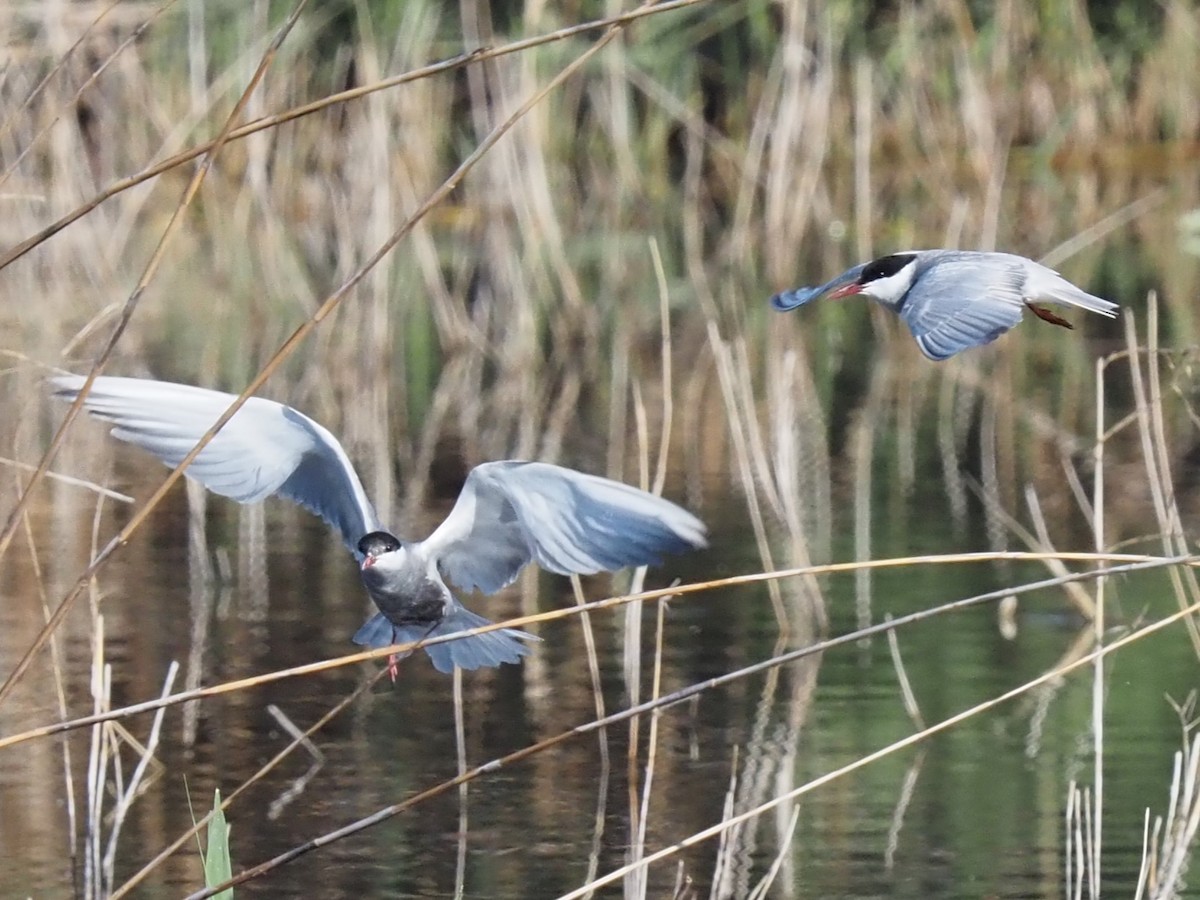 Whiskered Tern - ML618369748