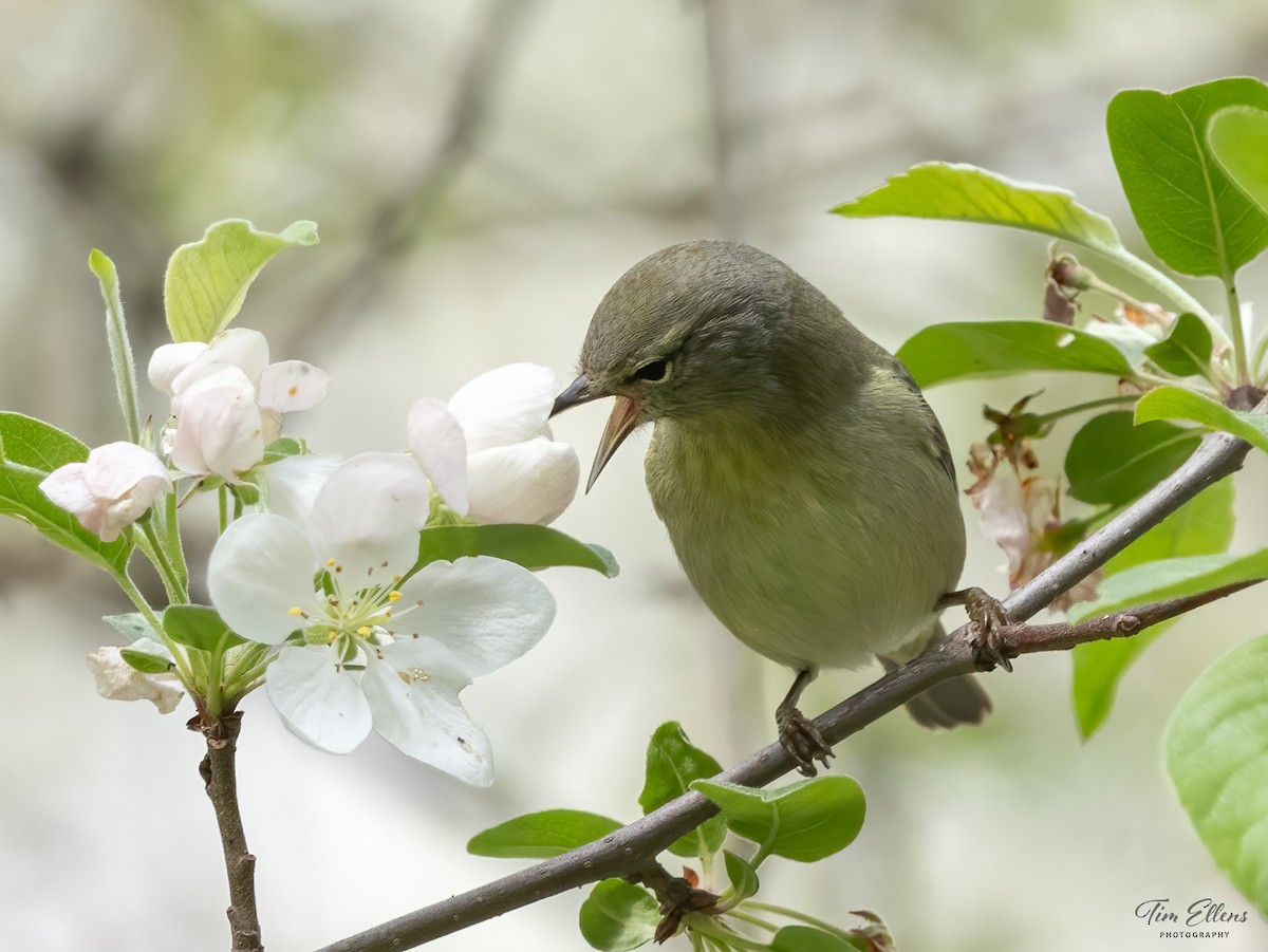 Orange-crowned Warbler - ML618369764