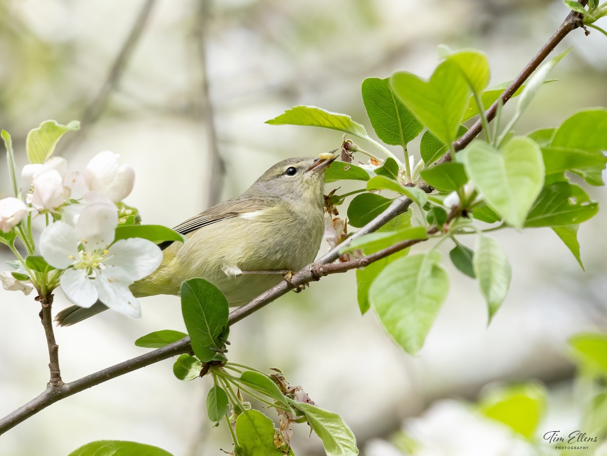 Orange-crowned Warbler - Tim Ellens