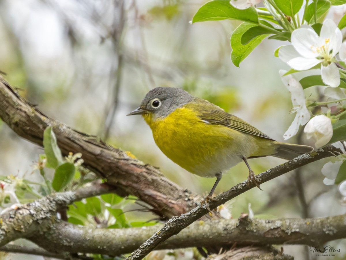 Nashville Warbler - ML618369774