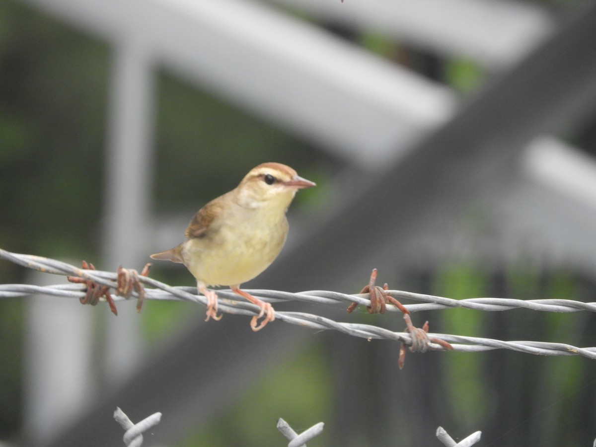 Swainson's Warbler - ML618369831