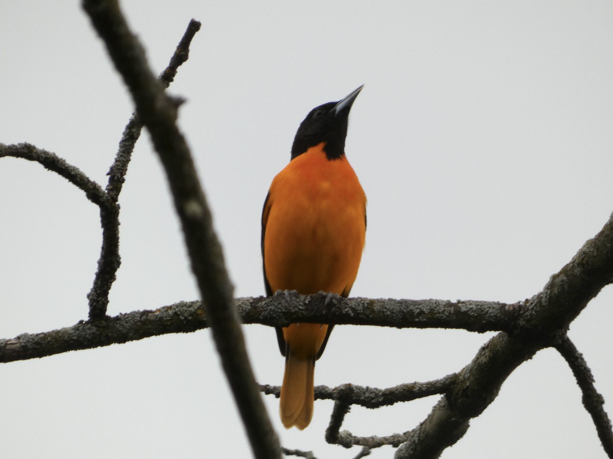 Baltimore Oriole - ML618369854