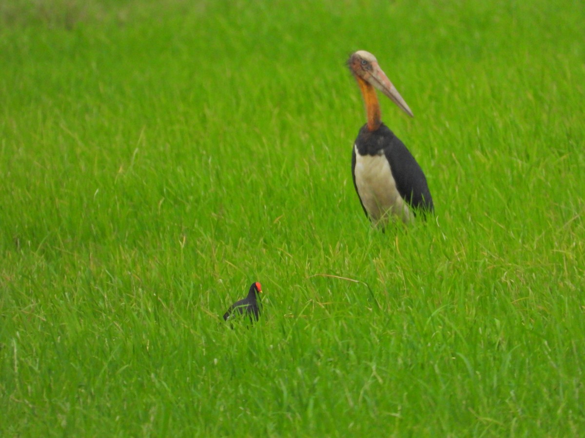 Eurasian Moorhen - ML618369857