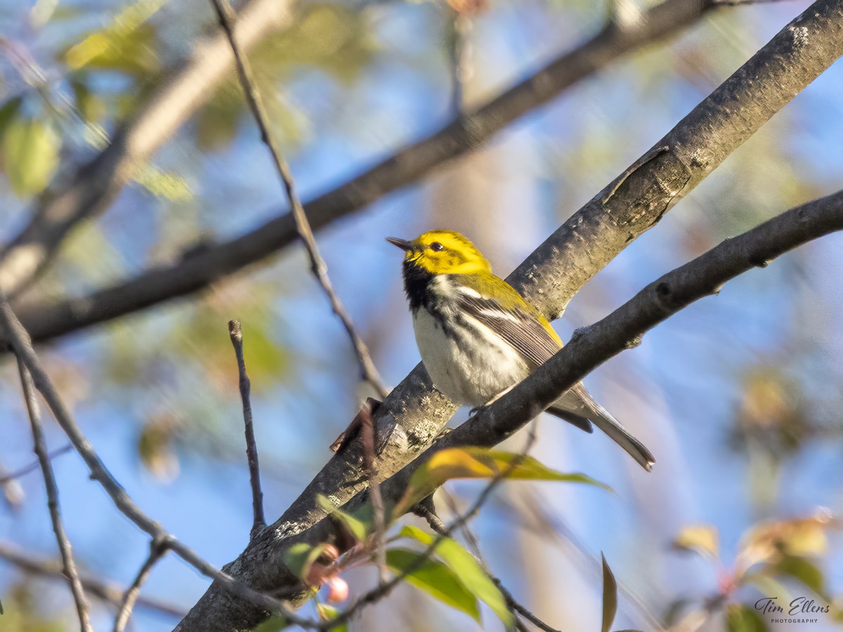 Black-throated Green Warbler - ML618369873