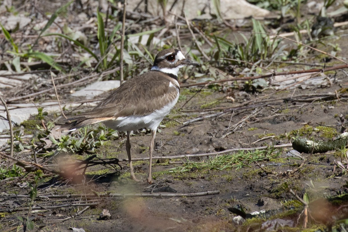 Killdeer - ML618369875