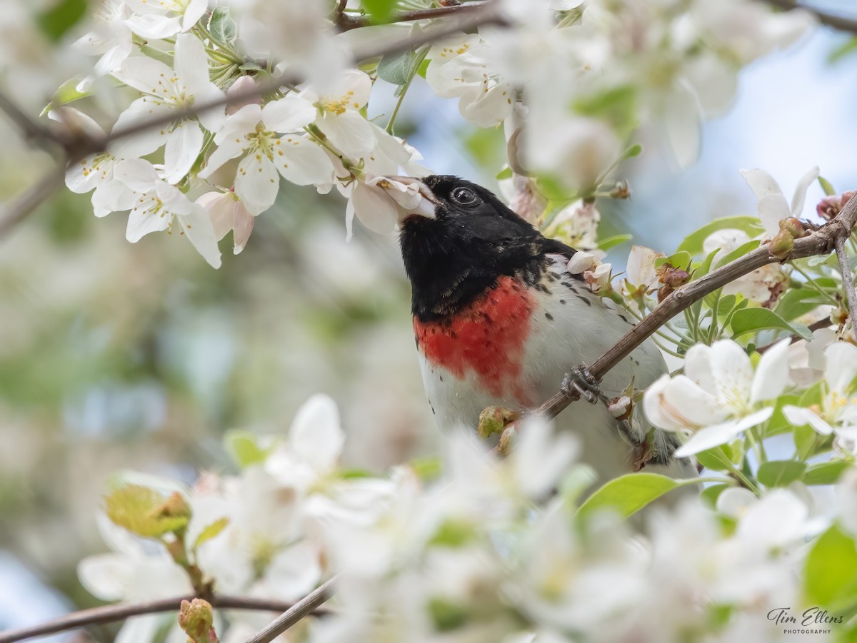 Rose-breasted Grosbeak - Tim Ellens