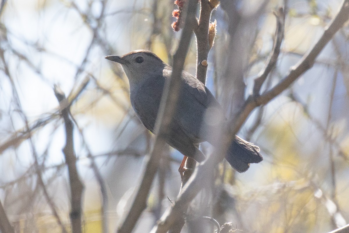 Gray Catbird - ML618369886