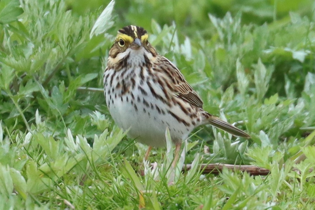 Savannah Sparrow - ML618369889