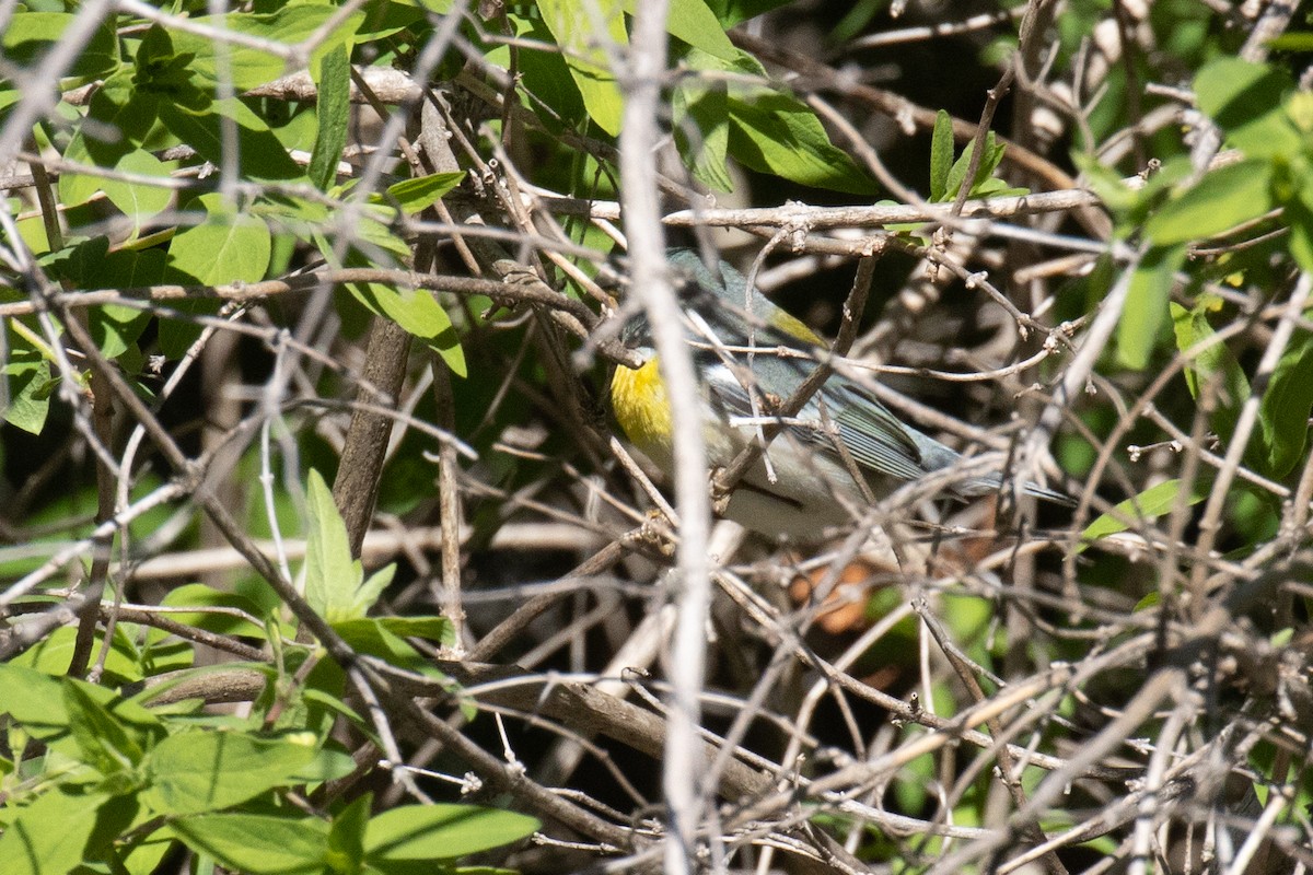 Northern Parula - ML618369891