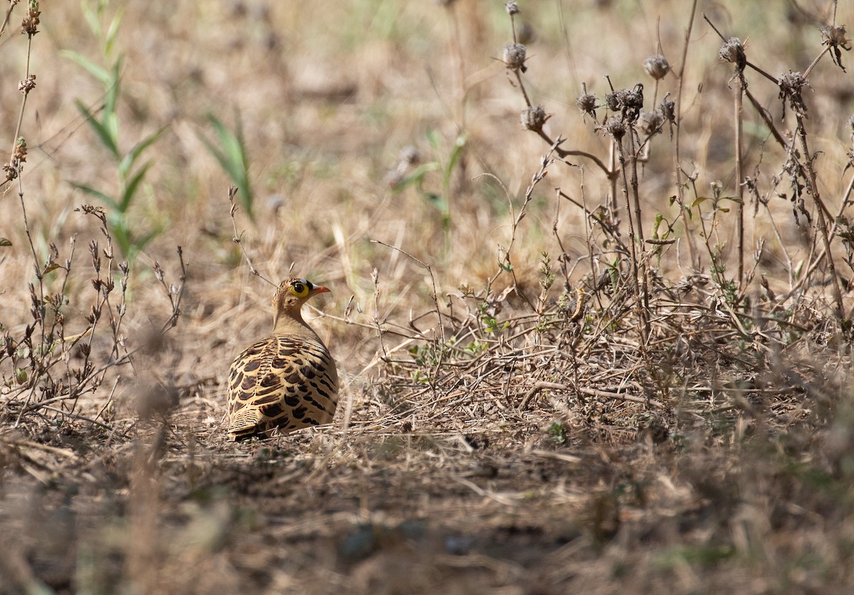 Four-banded Sandgrouse - ML618369892