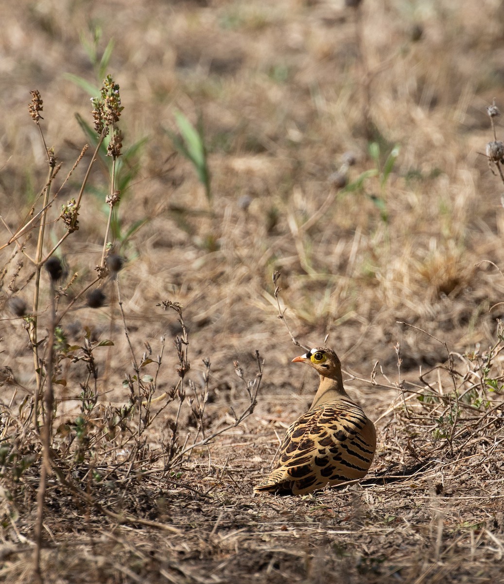 Four-banded Sandgrouse - ML618369893