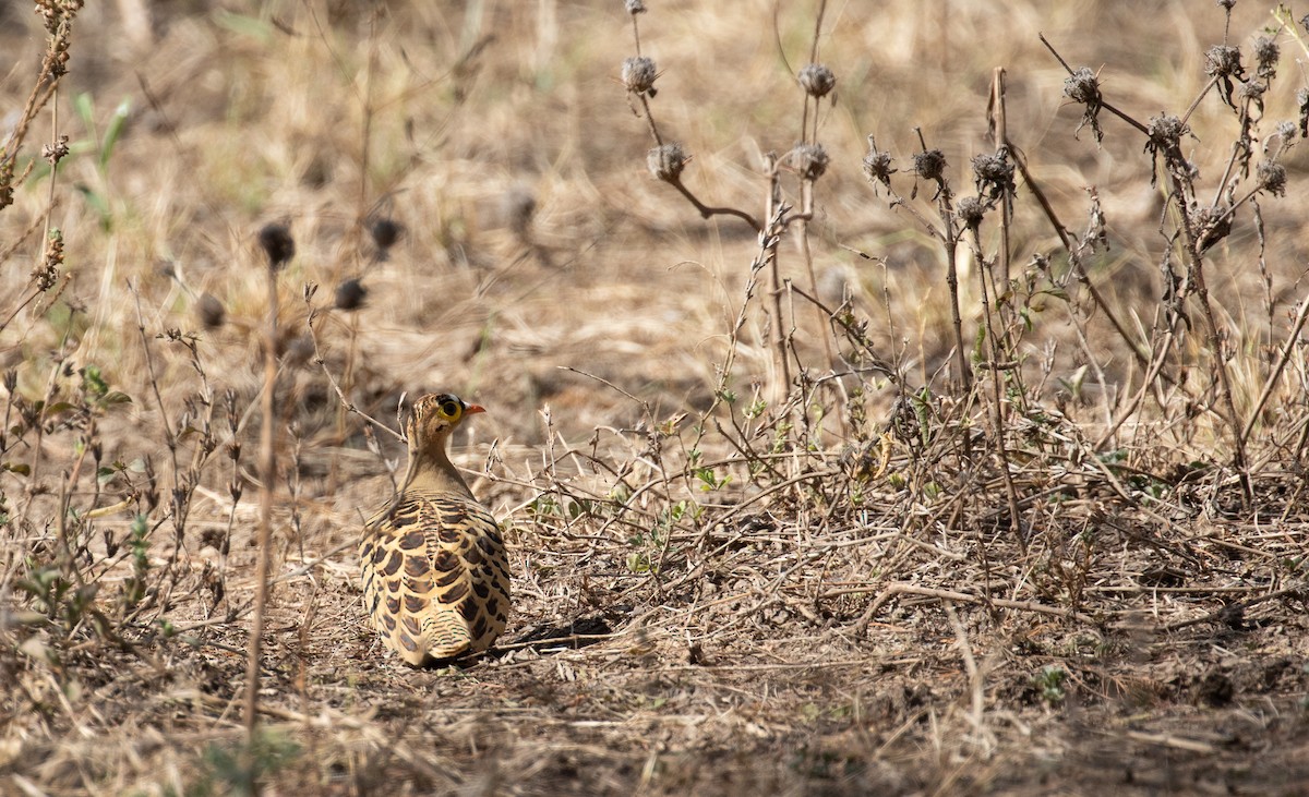 Four-banded Sandgrouse - ML618369894