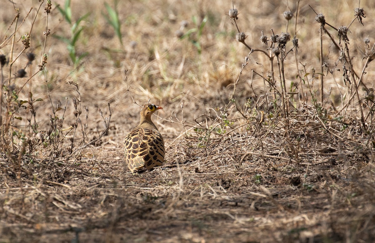 Four-banded Sandgrouse - ML618369895