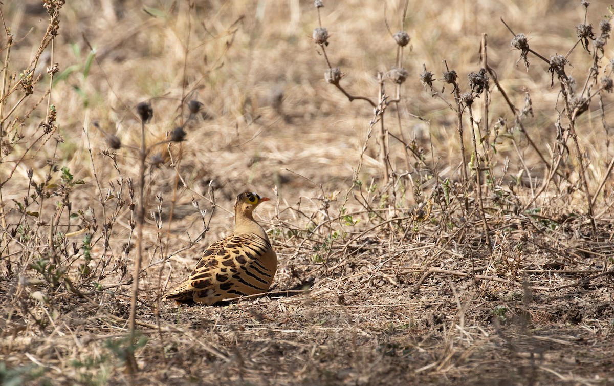 Four-banded Sandgrouse - ML618369896