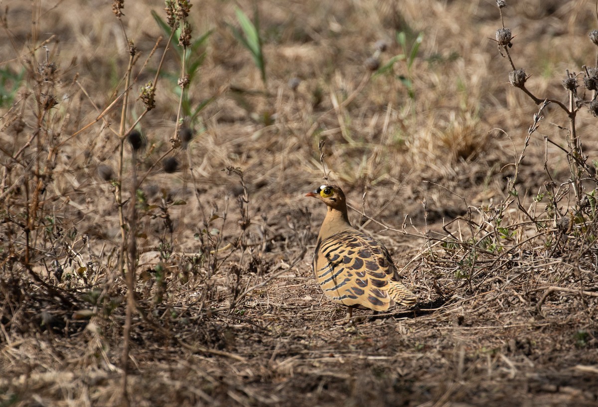 Four-banded Sandgrouse - ML618369899