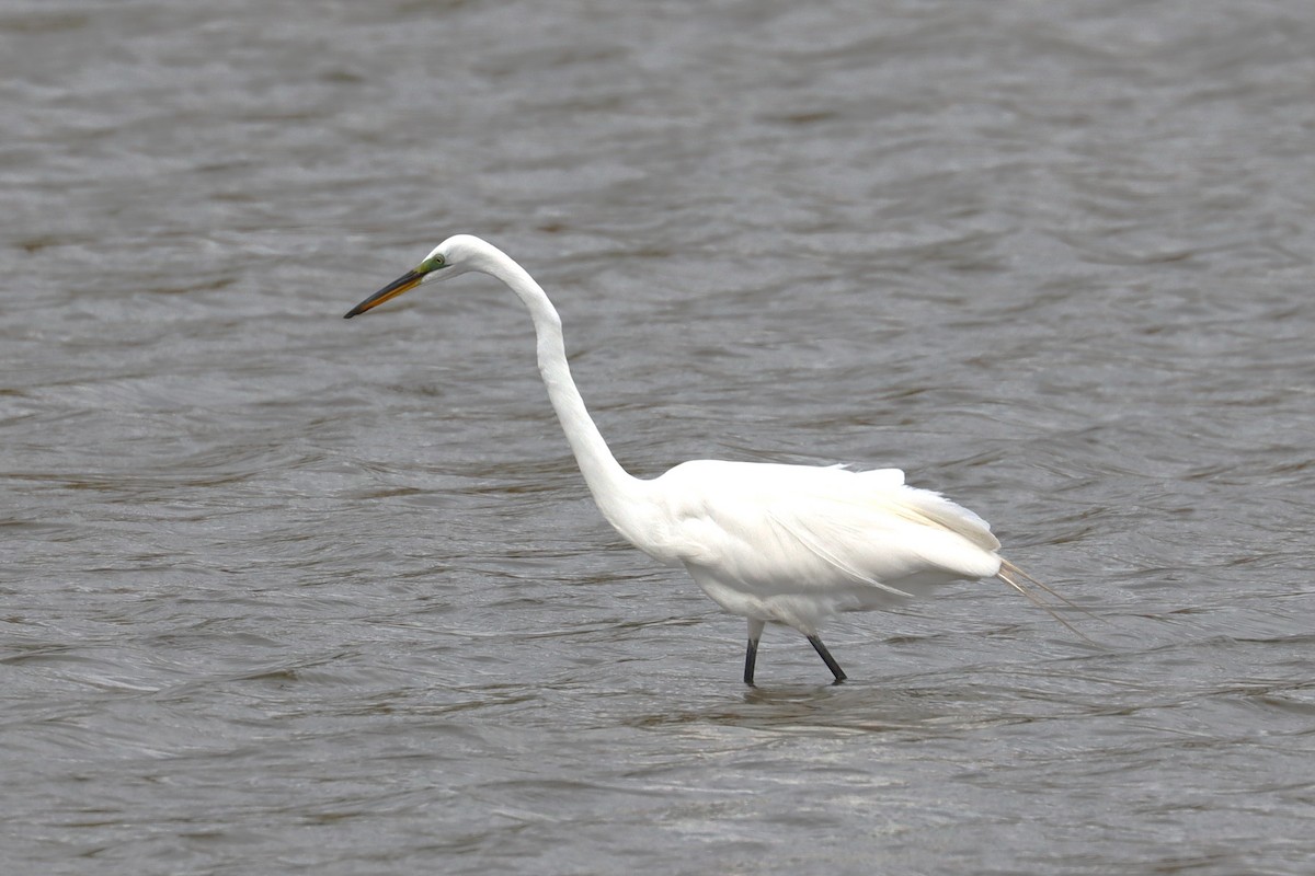 Great Egret - ML618369900