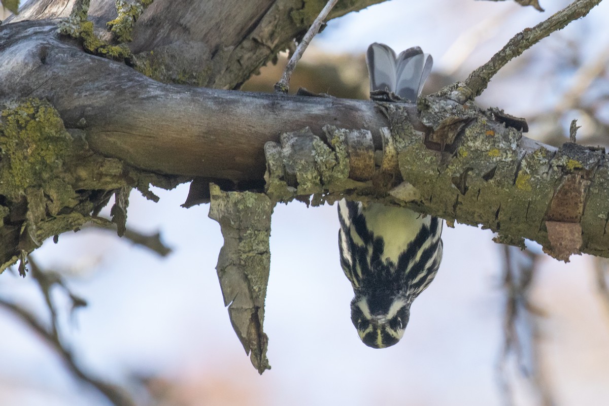 Black-and-white Warbler - ML618369905