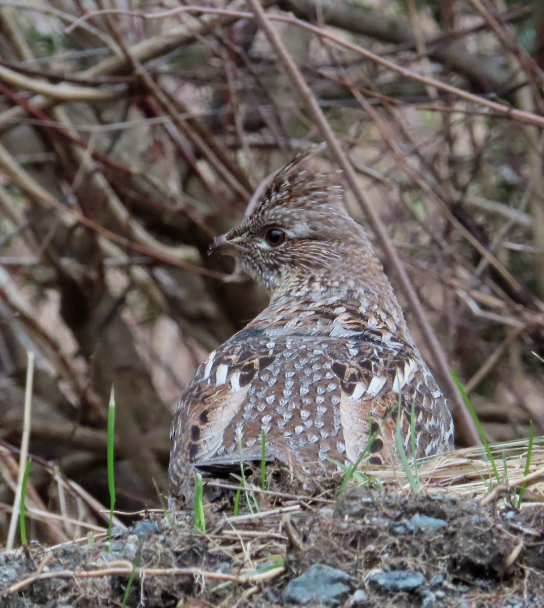 Ruffed Grouse - ML618369907