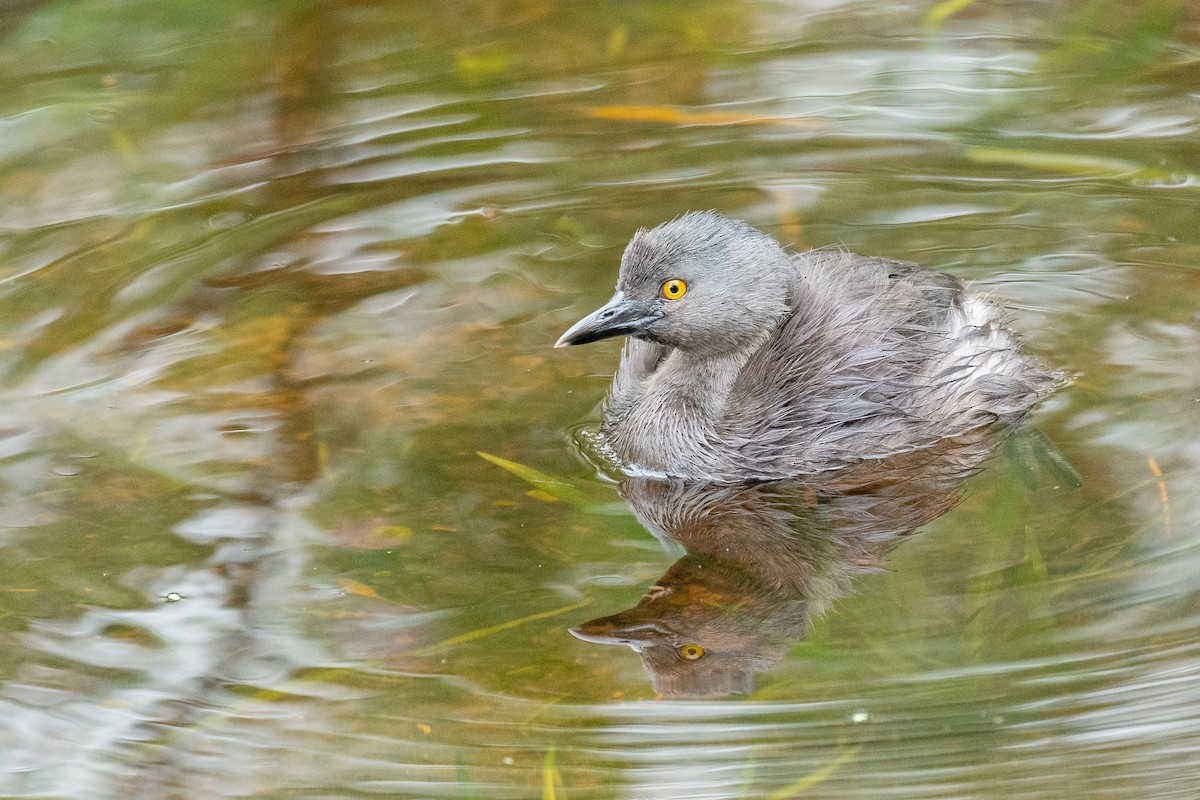 Least Grebe - ML618369908